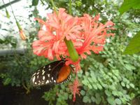 Grevenmacher Schmetterlingsgarten