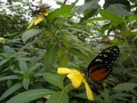 Grevenmacher Schmetterlingsgarten