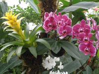 Grevenmacher Schmetterlingsgarten