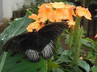 Grevenmacher Schmetterlingsgarten