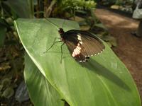 Schmetterlingsgarten in Grevenmacher
