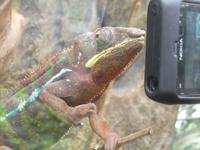 Chamäleon schaut I-Phone-Bilder