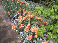 wunderschöne Tulpen beim Wenzelrundgang