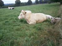 Luxemburg - für Genießer und Wanderfreunde