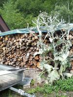 Riesen-Distel!