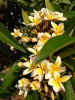 022 Madagaskar -  Antsirabe