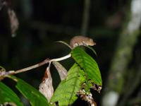 038 Madagaskar - Nachtwanderung bei Ranomafana - Chamäleon
