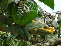 041 Madagaskar -  Ranomafana - Chamäleon