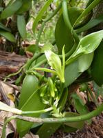 051  Madagaskar -  Ranomafana - Vanille