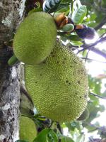 054 Madagaskar -  Ranomafana - Jackfrucht