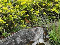 058  Madagaskar -  Ranomafana