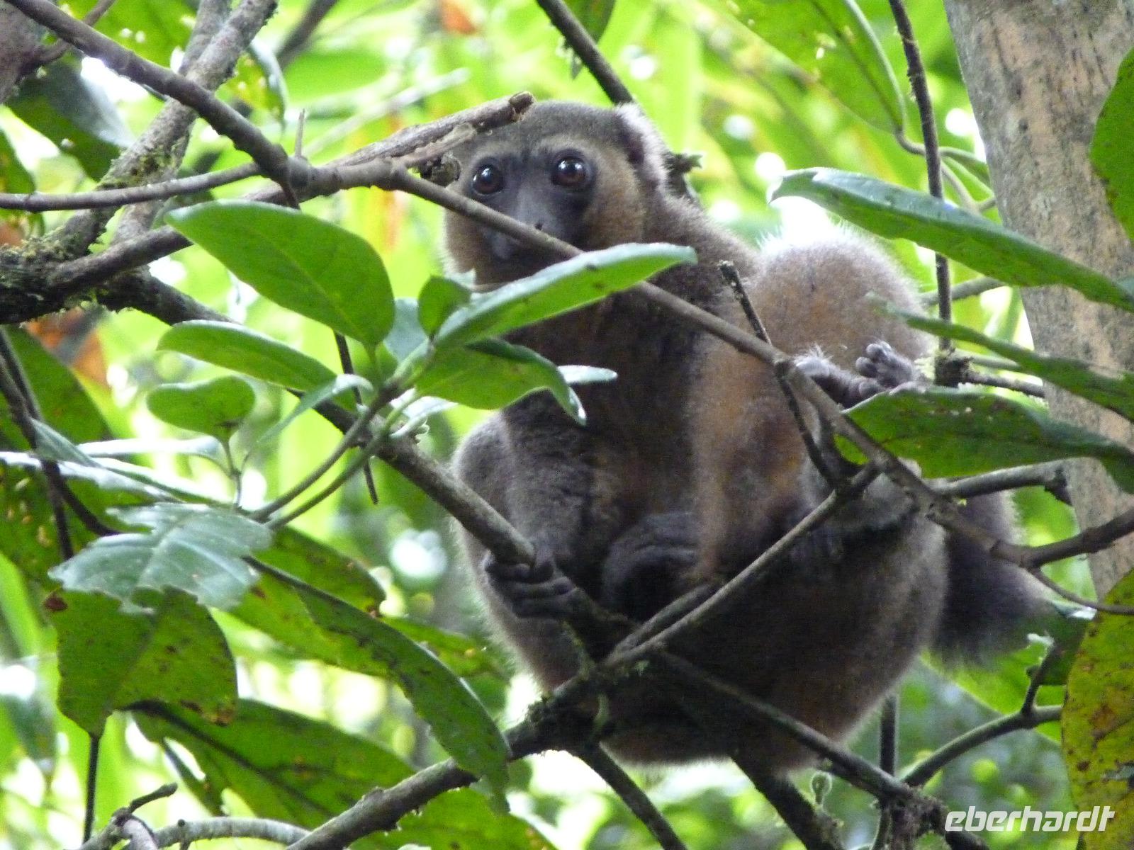 060 Madagaskar -  Ranomafana-Nationalpark