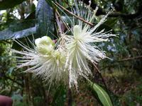 062 Madagaskar -  Ranomafana-Nationalpark