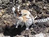 078 Madagaskar - Ambalavao - Kattalemuren im Reservat Anja