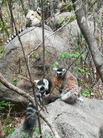 079 Madagaskar - Ambalavao - Kattalemuren im Reservat Anja