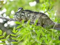 081 Madagaskar - Ambalavao - Chamäleon im Reservat Anja