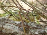 082 Madagaskar - Ambalavao - Chamäleon im Reservat Anja