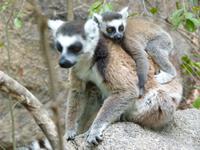 083 Madagaskar - Ambalavao - Kattalemuren im Reservat Anja