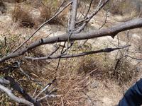 092 Madagaskar - Isalo-Park - Wo ist hier die Stabheuschrecke