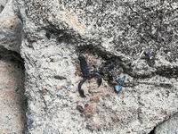 093 Madagaskar - Isalo-Park - Skorpion