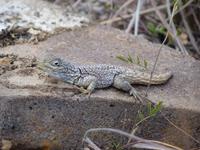 094 Madagaskar - Isalo-Park