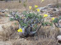 095 Madagaskar - Isalo-Park - Elefantenphote