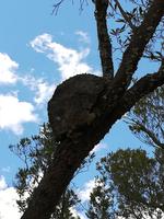 101 Madagaskar - Isalo-Park - Ameisenbau