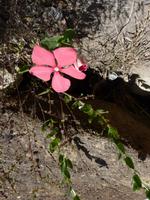 103 Madagaskar - Isalo-Park