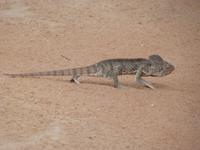 104 Madagaskar - Isalo-Park