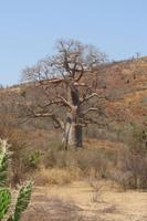 Baobab-Baum