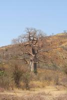 Baobab-Baum