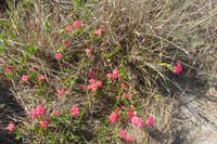Wanderung im Isalo-Nationalpark