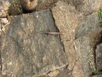 Ranomafana-Nationalpark