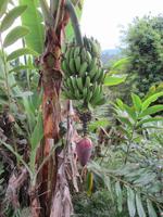 Ranomafana-Nationalpark