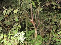 Nachtwanderung: Maus-Maki