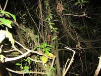 Nachtwanderung: Maus-Maki