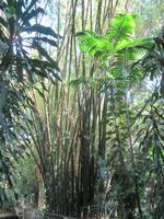 La Vanille Réserve des Mascareignes-Park