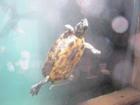 La Vanille Réserve des Mascareignes-Park