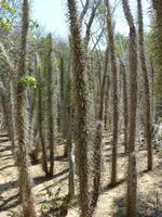 118 Madagaskar - Unterwegs nach Tulear - Arboretum Antsokay