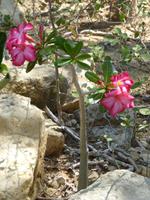119 Madagaskar - Unterwegs nach Tulear - Arboretum Antsokay