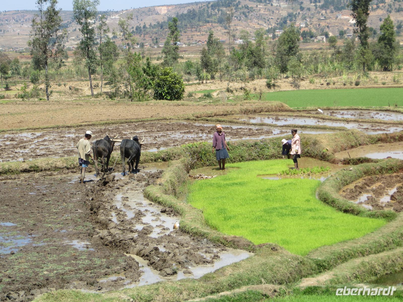 Weiterfahrt nach Ambositra