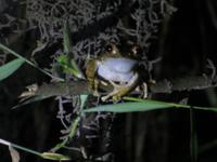 Ankunft im Ranomafana Nationalpark - Baumfrosch