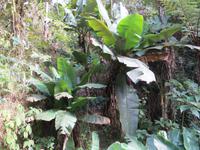 Ranomafana Nationalpark - Wanderung