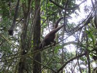 Ranomafana Nationalpark - Wanderung - Lemuren