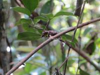 Ranomafana Nationalpark - Wanderung - Chamäleon