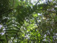 Ranomafana Nationalpark - Wanderung - Riesenfarne