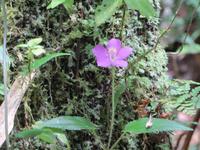 Ranomafana Nationalpark - Wanderung