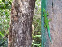 Ranomafana Nationalpark - Wanderung - Chamäleon