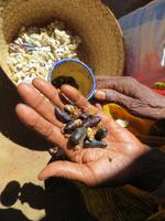 Ambalavao: Seidenspinnerei 