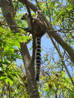 Anjas Reservat: Kattas 